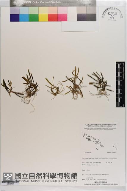 登錄號:S203431藏品圖，第1張