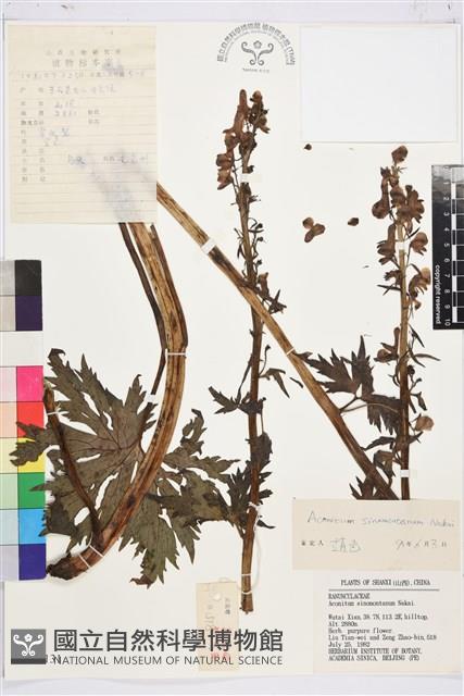 高烏頭藏品圖，第1張