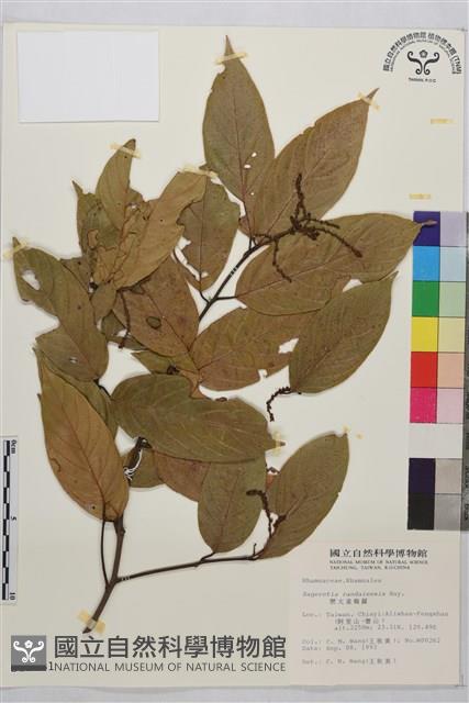 巒大雀梅藤藏品圖，第2張