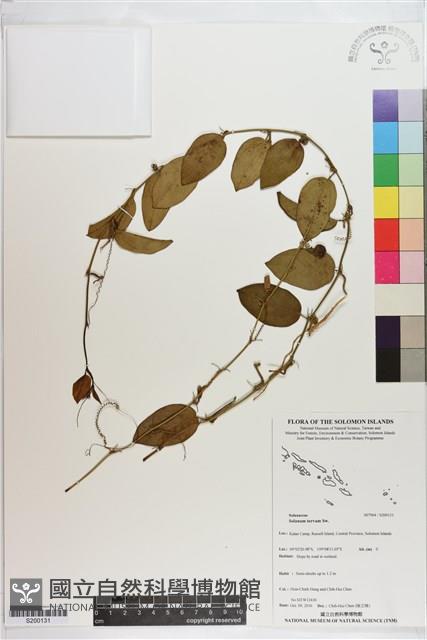 萬桃花藏品圖，第1張