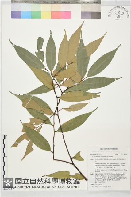 登錄號:S230131藏品圖，第1張