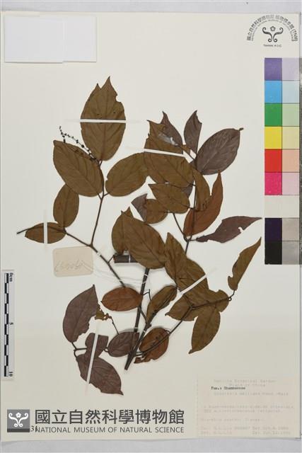 刺藤子藏品圖，第1張