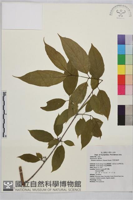 中原氏鼠李藏品圖，第1張