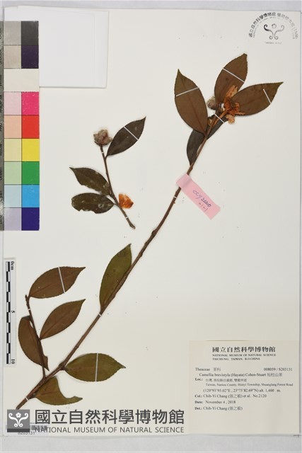 短柱山茶藏品圖，第1張