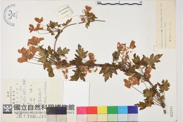 毛果繡球藤藏品圖，第1張