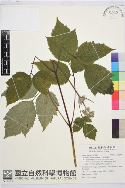 大葉鐵線蓮藏品圖，第1張