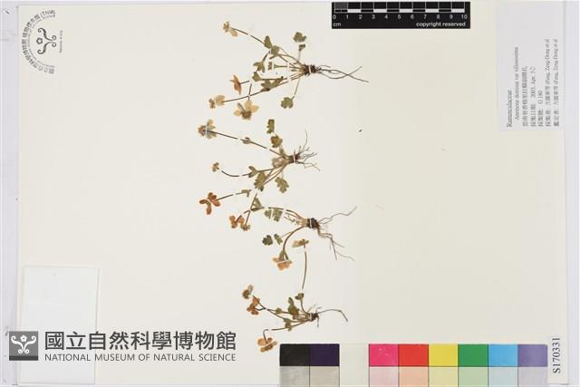 密毛銀蓮花藏品圖，第1張