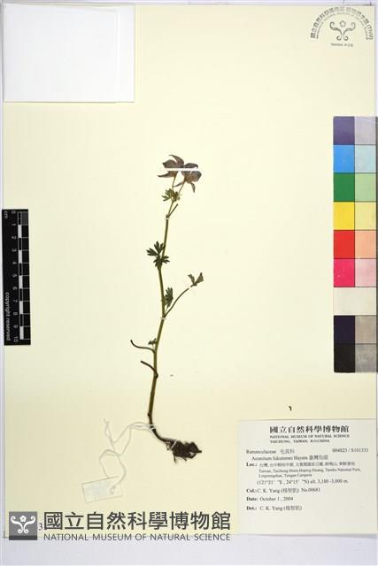 臺灣烏頭藏品圖，第1張