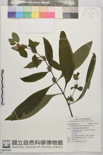 大安水蓑衣藏品圖，第1張
