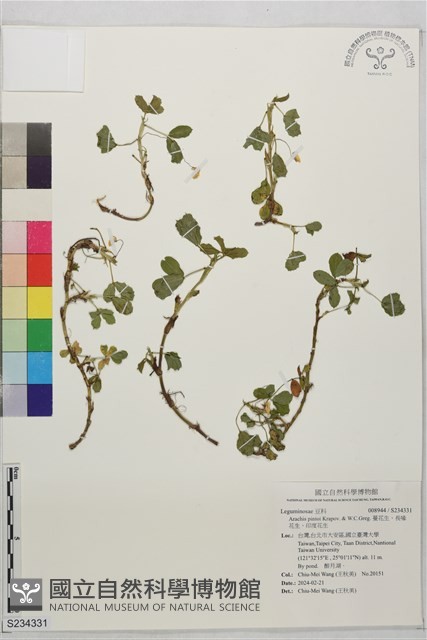 蔓花生、長喙花生、印度花生藏品圖，第1張