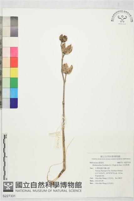 白花秋葵藏品圖，第1張