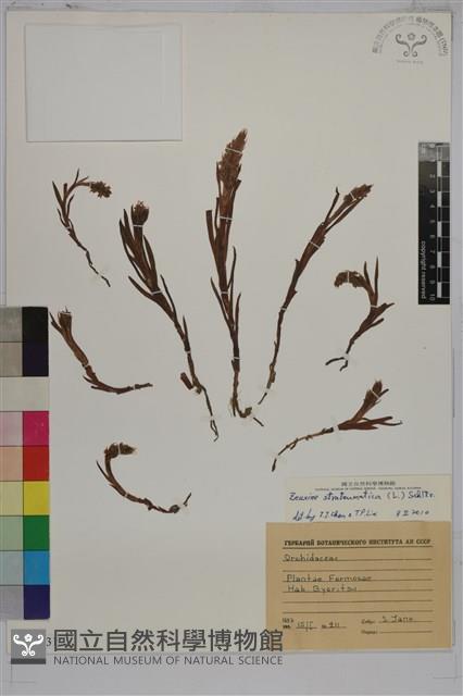 線柱蘭、細葉線柱蘭藏品圖，第1張