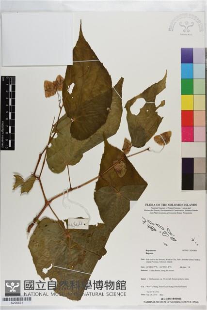 登錄號:S200831藏品圖，第1張