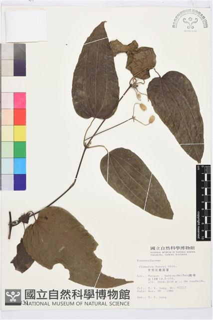 亨利氏鐵線蓮藏品圖，第1張