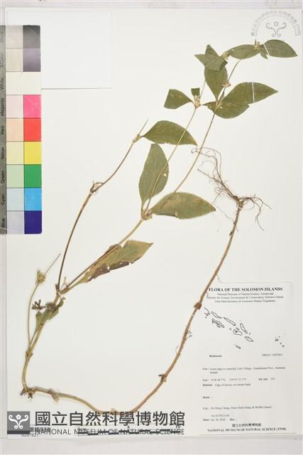 登錄號:S207831藏品圖，第1張