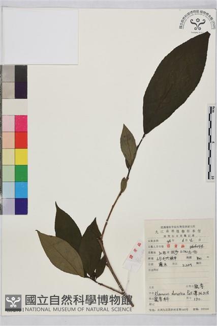 鼠李、臭李子藏品圖，第1張