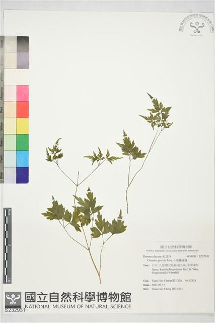 小葉鐵線蓮藏品圖，第1張