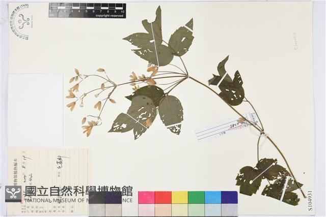 登錄號:S104931藏品圖，第1張