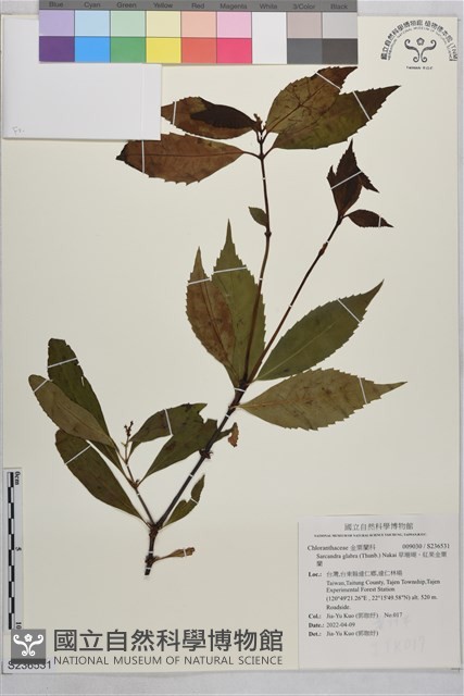 草珊瑚、紅果金粟蘭藏品圖，第1張