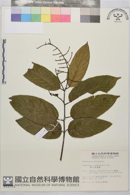 巒大雀梅藤藏品圖，第2張