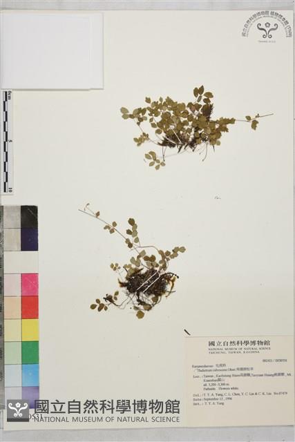 南湖唐松草藏品圖，第1張