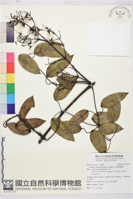 柱果鐵線蓮藏品圖，第2張