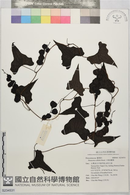 華南薯蕷藏品圖，第1張