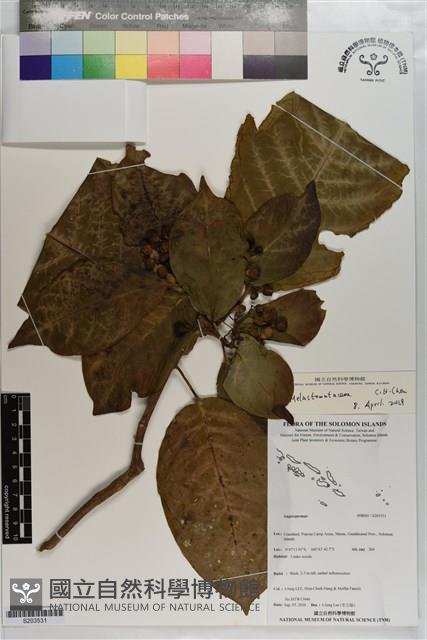 登錄號:S203531藏品圖，第1張