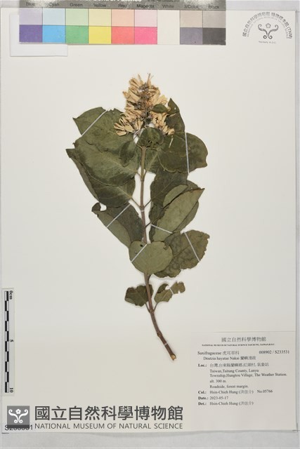 蘭嶼溲疏藏品圖，第1張