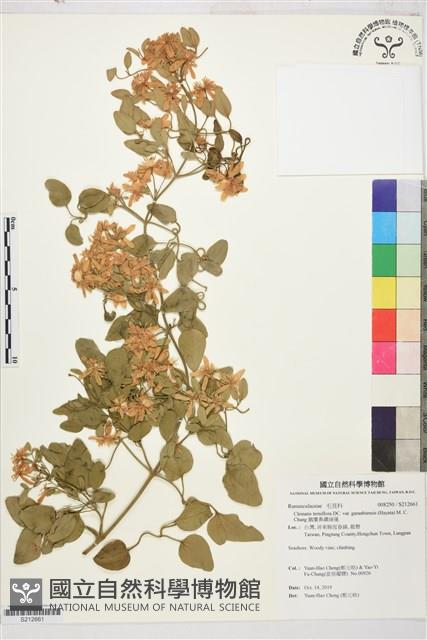 鵝鑾鼻鐵線蓮藏品圖，第1張