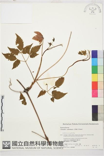 半鐘鐵線蓮藏品圖，第1張