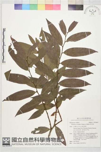 Wooly-flowered Persimmon Collection Image