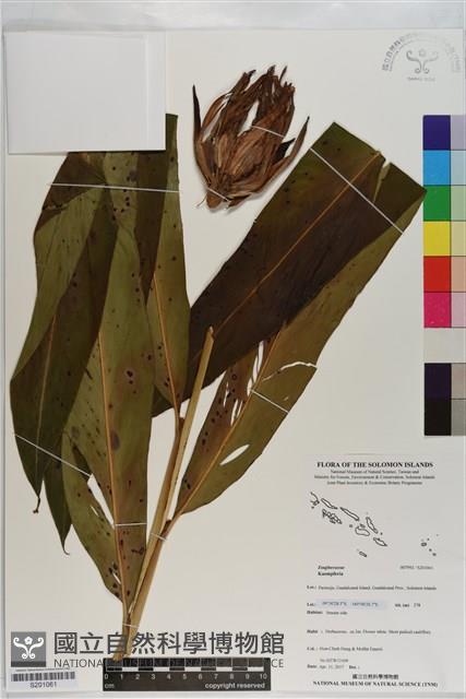 登錄號:S201061藏品圖，第1張