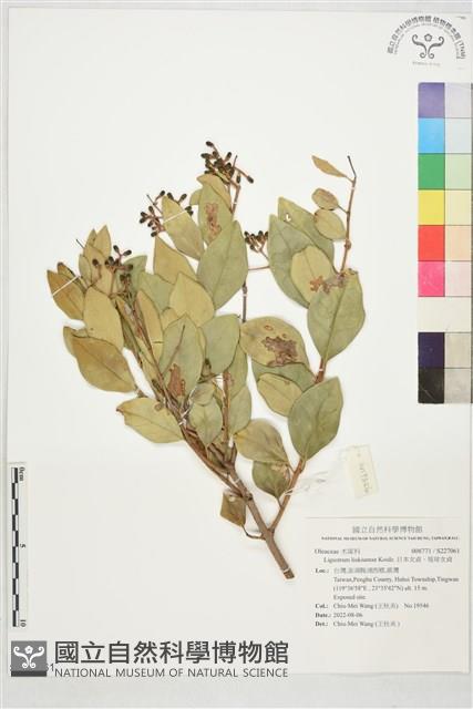 日本女貞、琉球女貞藏品圖，第1張