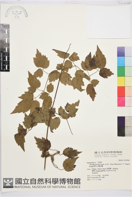 梨山小蓑衣藤藏品圖，第2張
