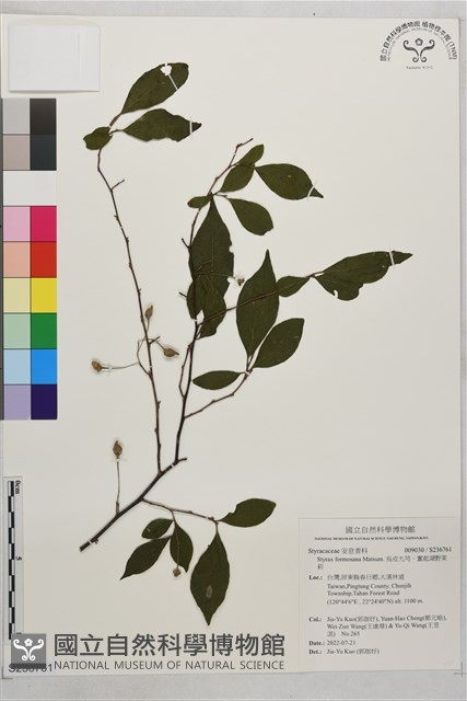 烏皮九芎、奮起湖野茉莉藏品圖，第1張