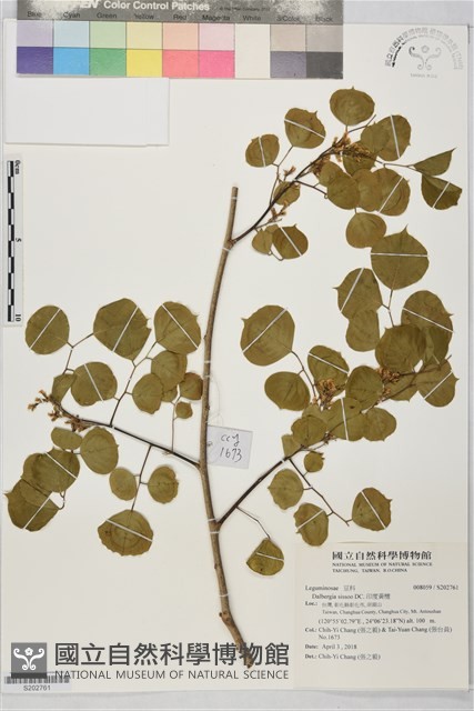 印度黃檀藏品圖，第1張