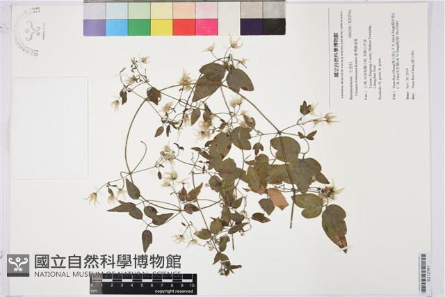 臺灣鐵線蓮藏品圖，第1張