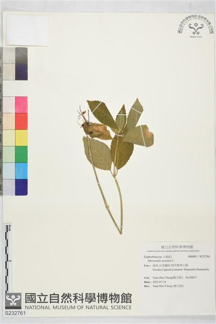 登錄號:S232761藏品圖，第1張