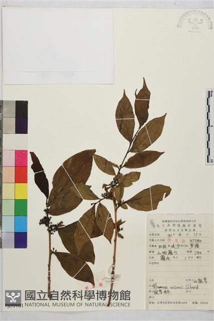 山鼠李藏品圖，第1張