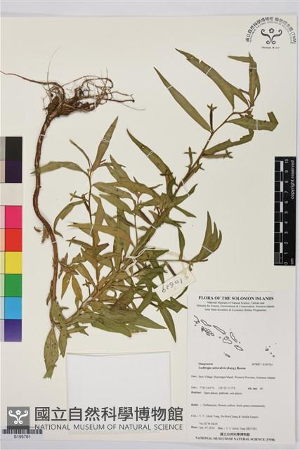 Accession Number:S195761 Collection Image