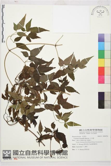 小木通藏品圖，第1張