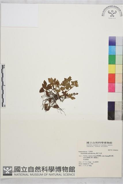 辣子草、揚子毛茛藏品圖，第1張