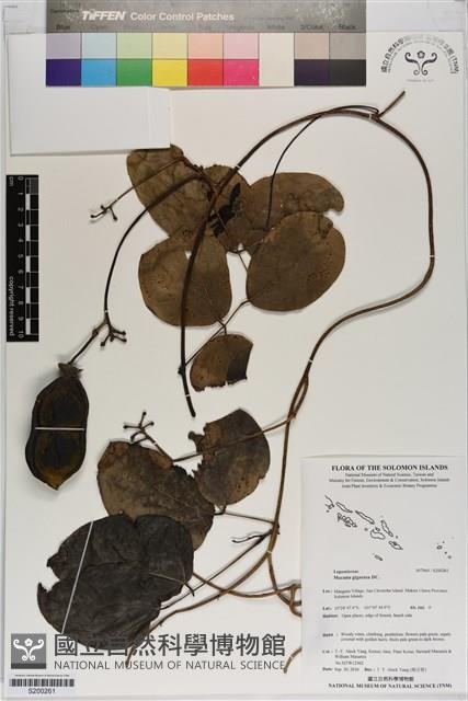 恆春血藤藏品圖，第1張