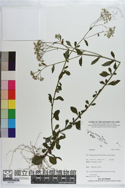 登錄號:S201261藏品圖，第1張