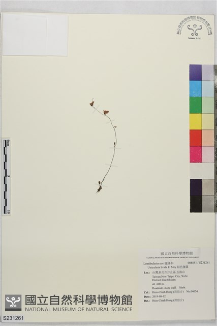 鉛色狸藻藏品圖，第1張