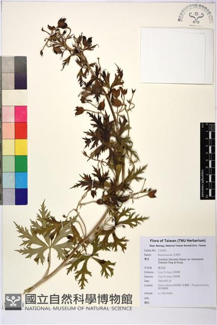 蔓烏頭藏品圖，第1張