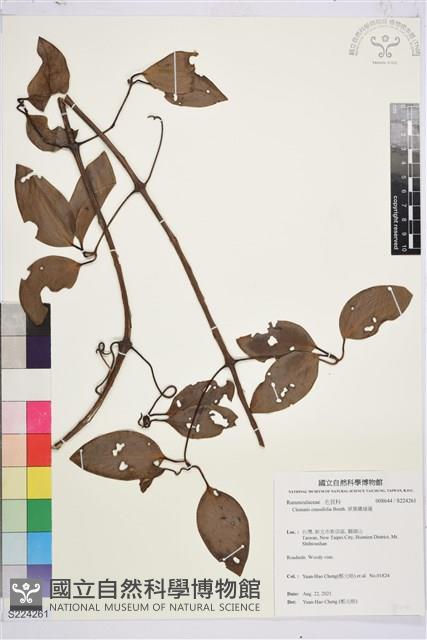 厚葉鐵線蓮藏品圖，第1張