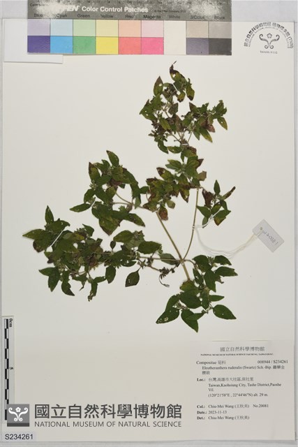 離藥金腰箭藏品圖，第1張