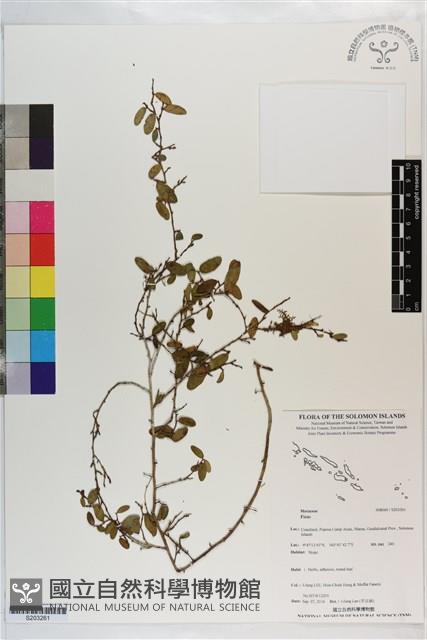 登錄號:S203261藏品圖，第1張